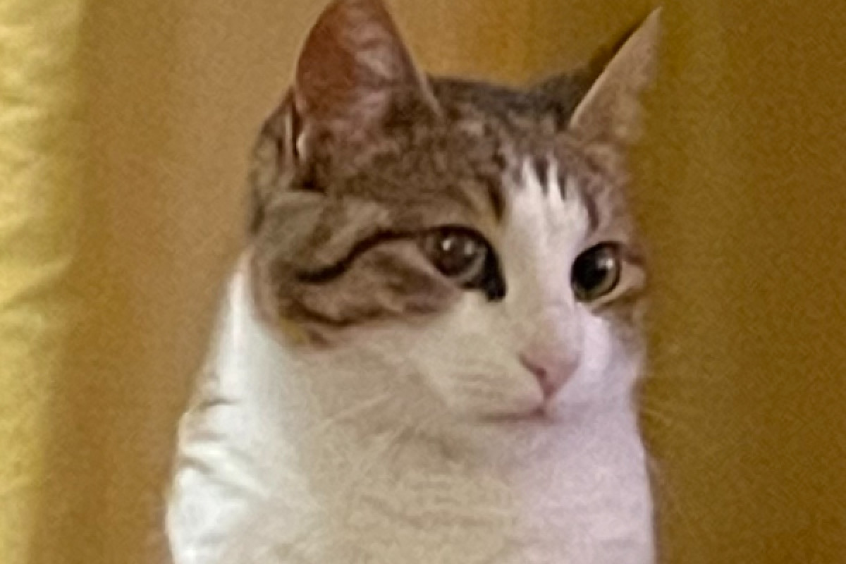 Katootje