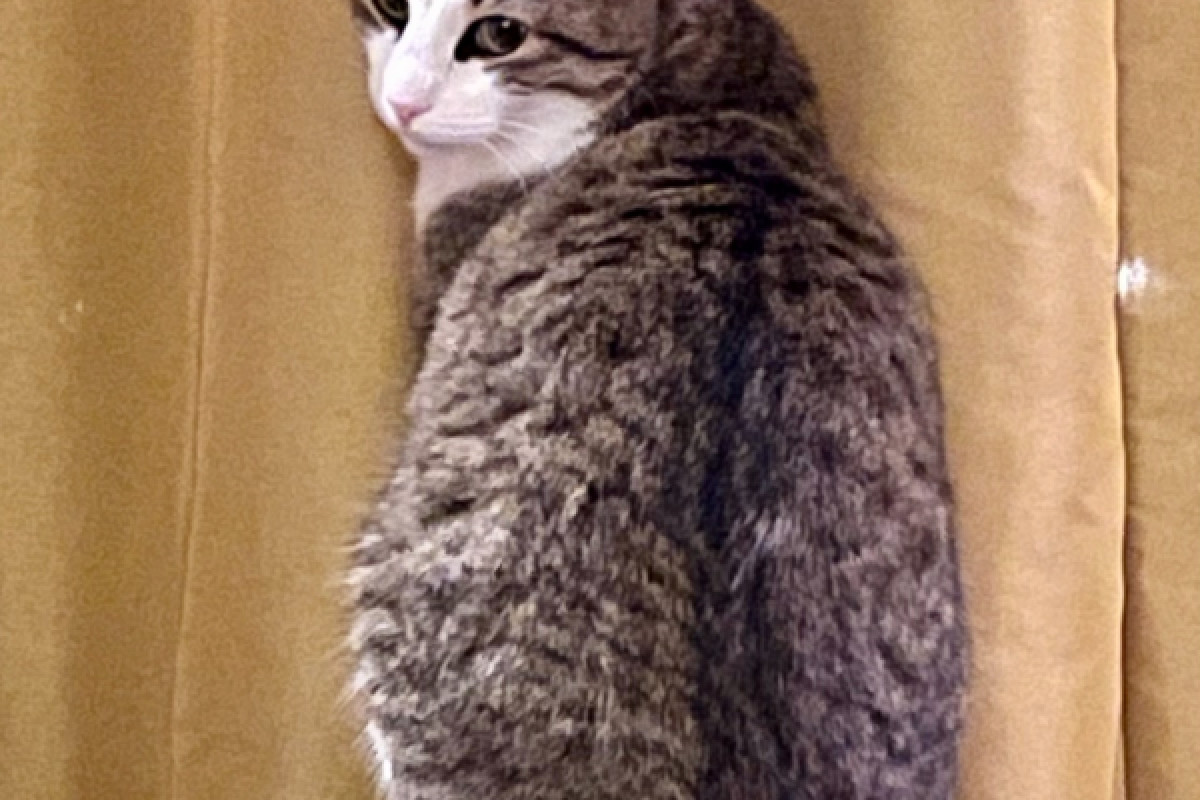 Katootje