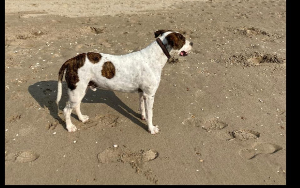 Milo