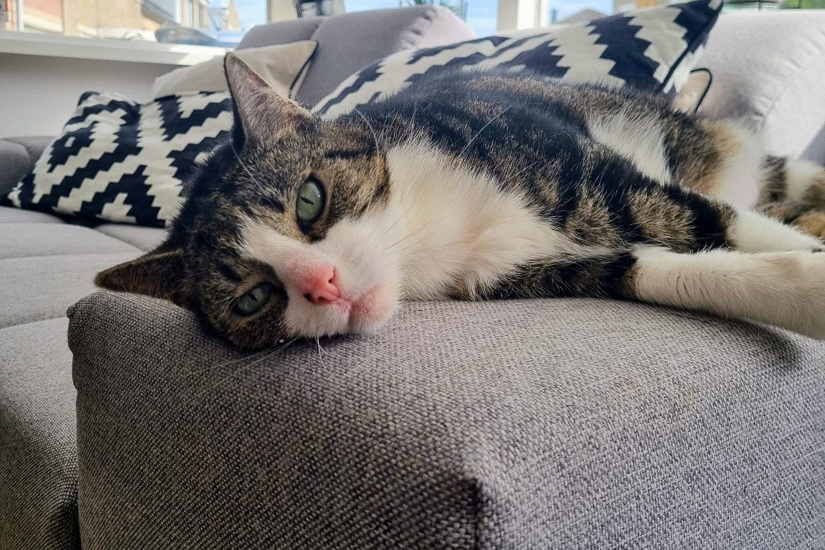 Louis