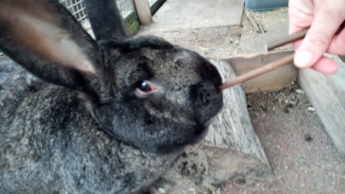 Roosje