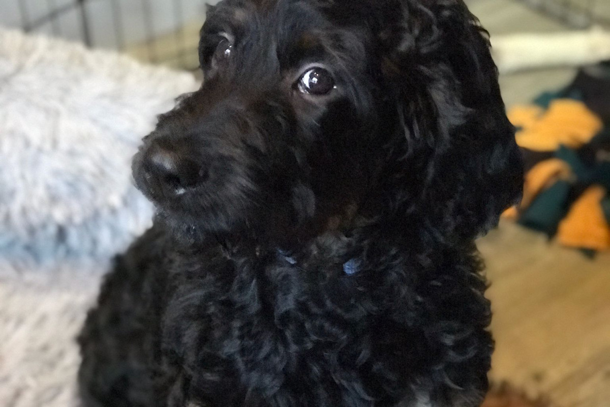 Mirko