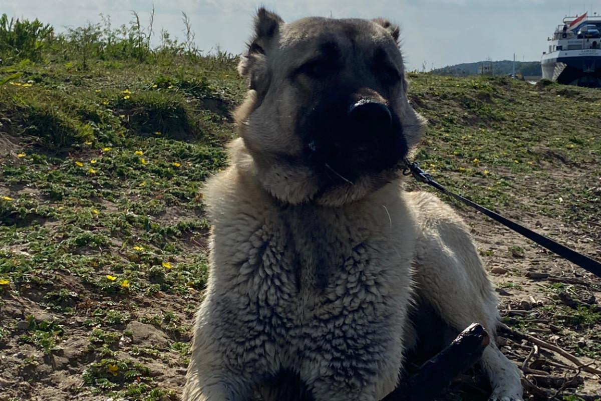 Igor