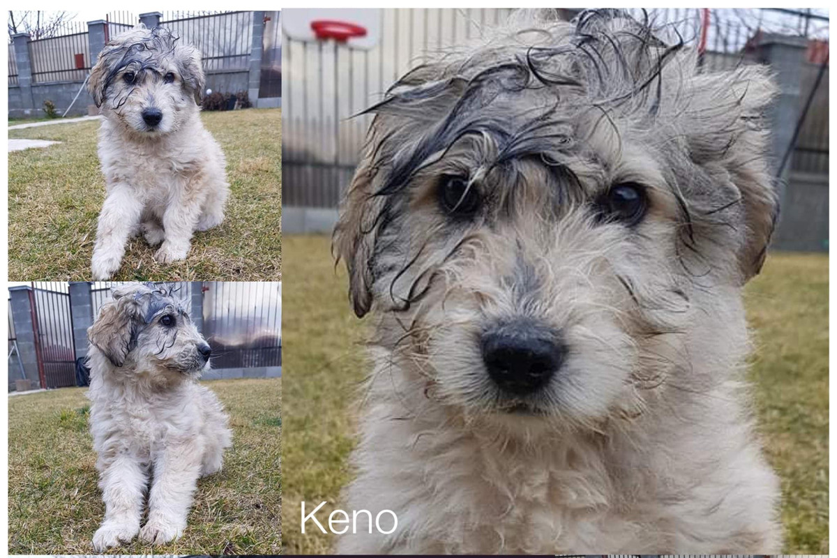 Keno