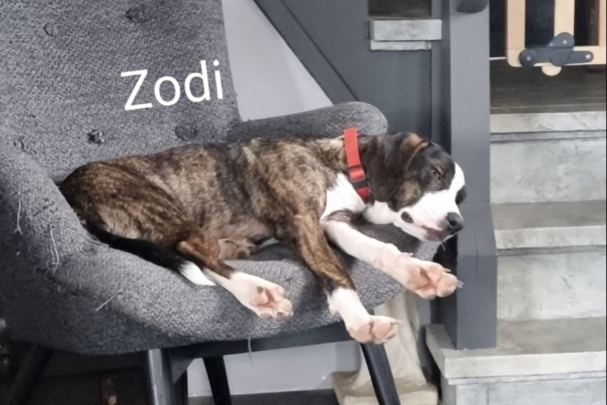 Zodi