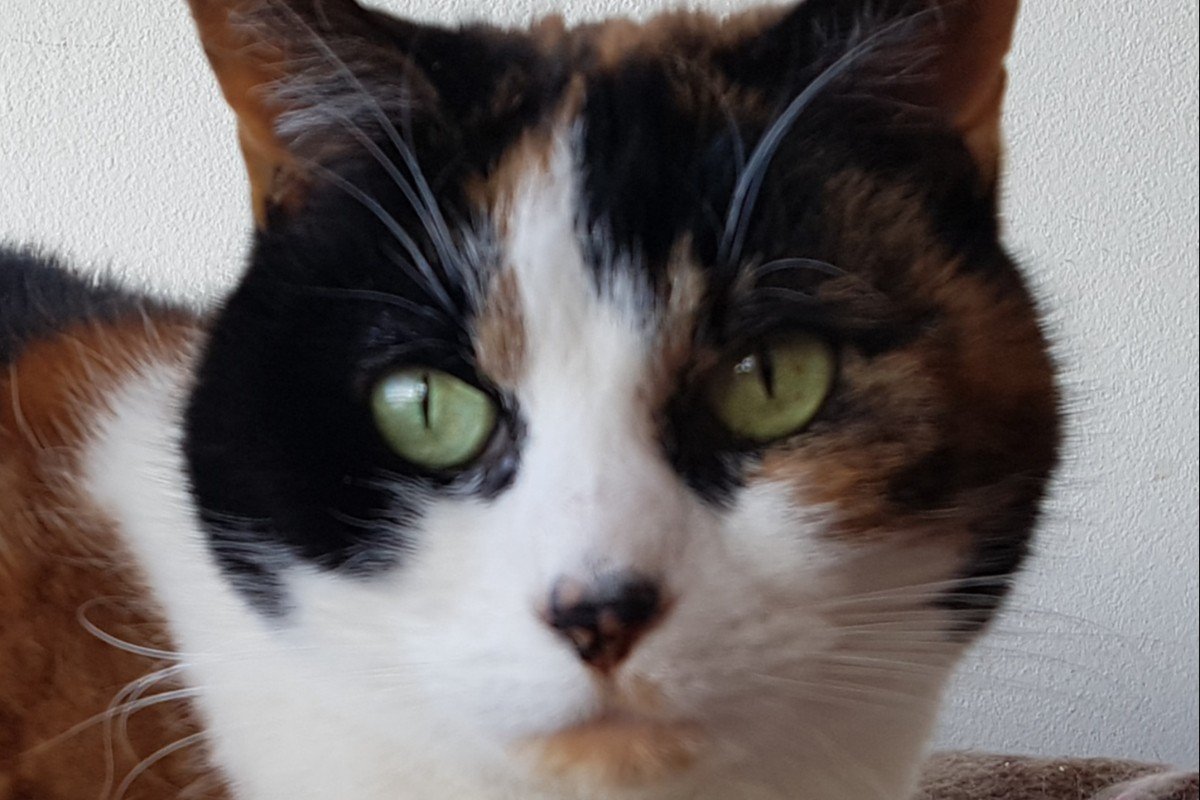 Phoebe