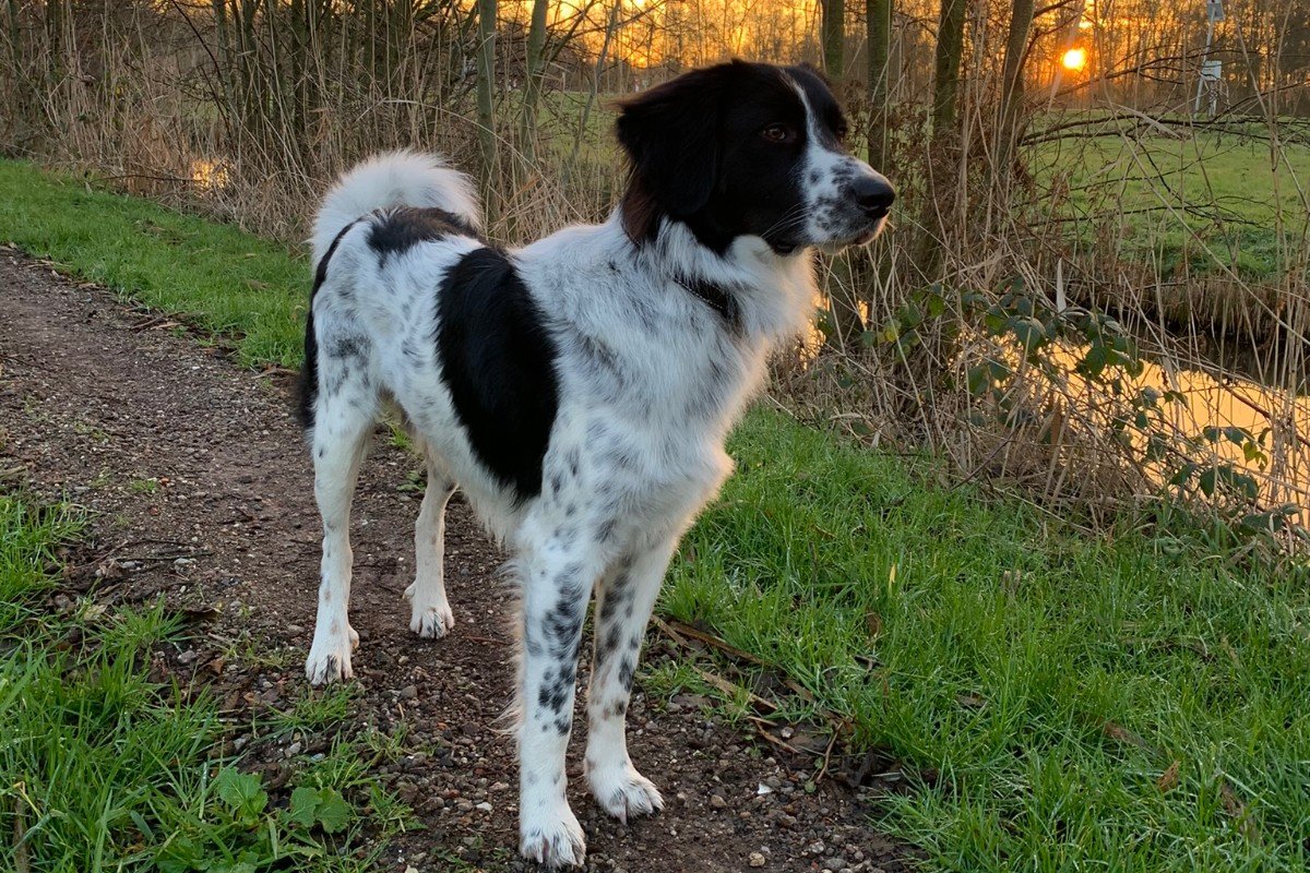 Django