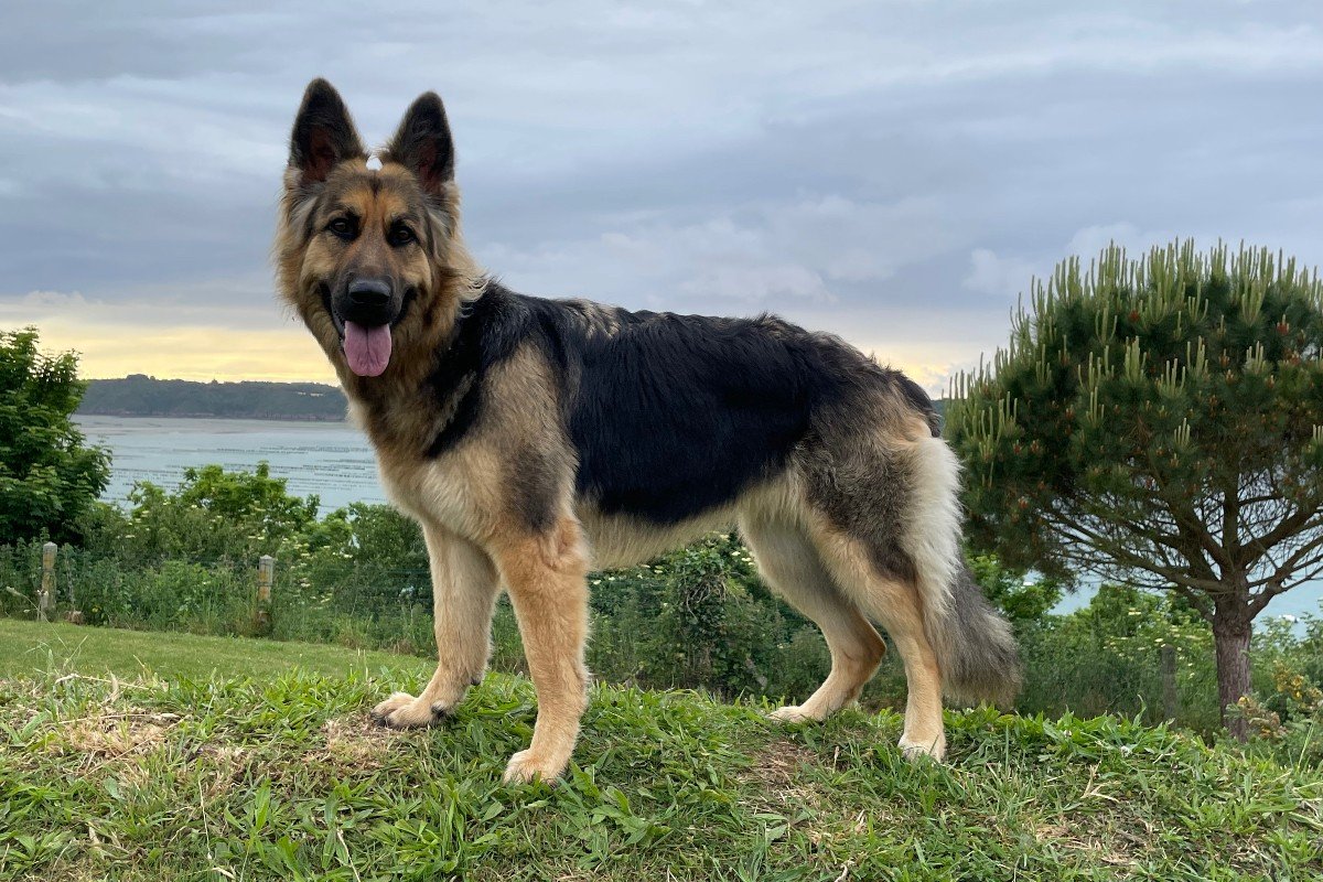 Bo