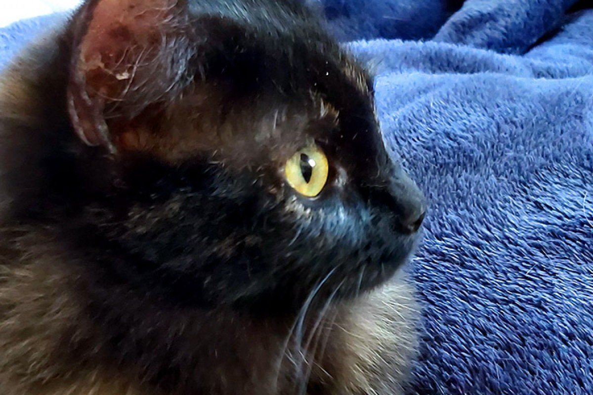Merida