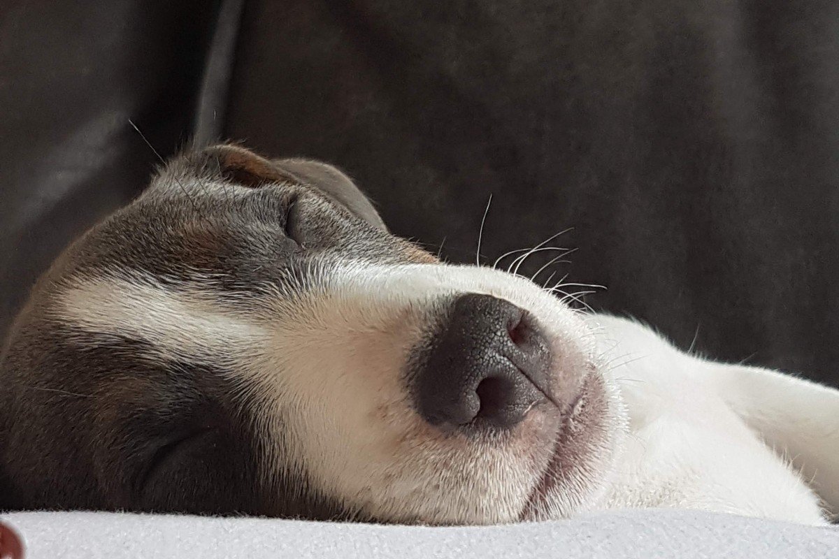Jax