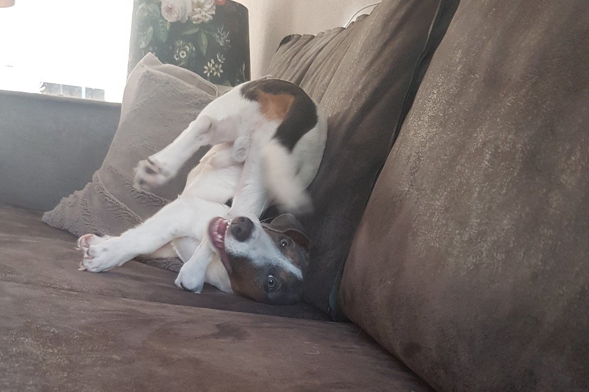 Jax