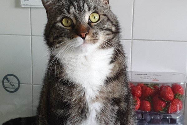 Miauw miauw