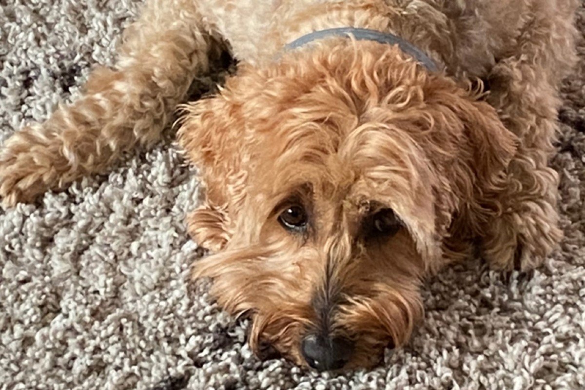 Floortje