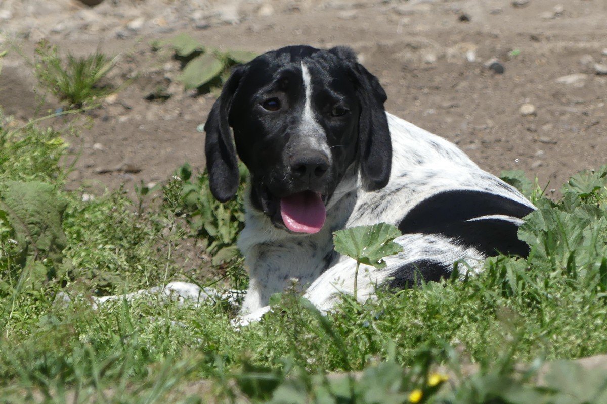 Eva
