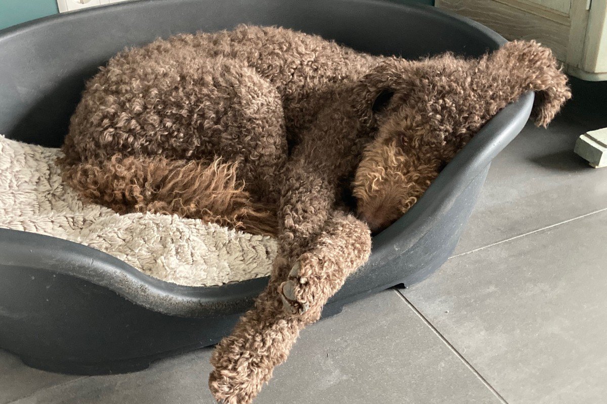 Max