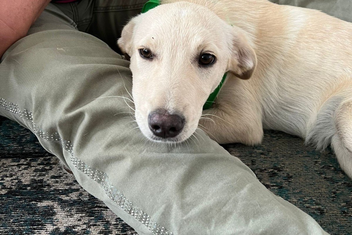 Pup Tania/Hilversum