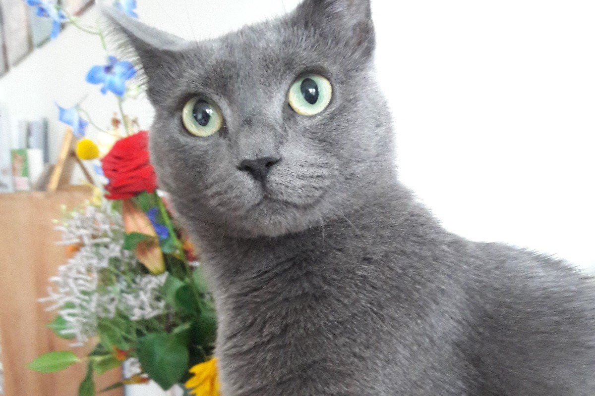 Kato