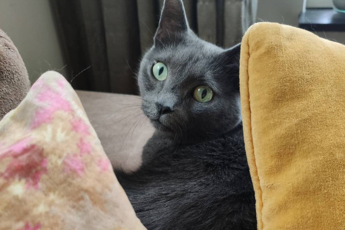 Kato