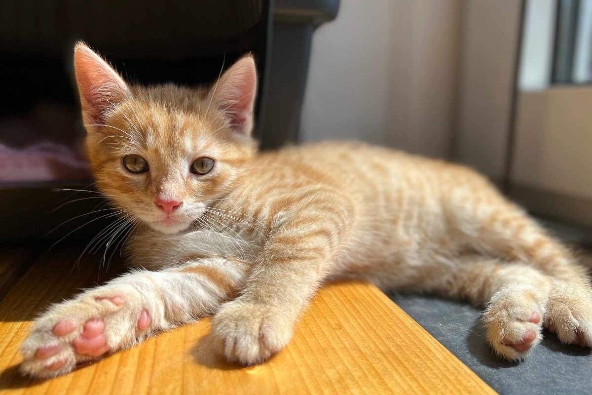 Archie
