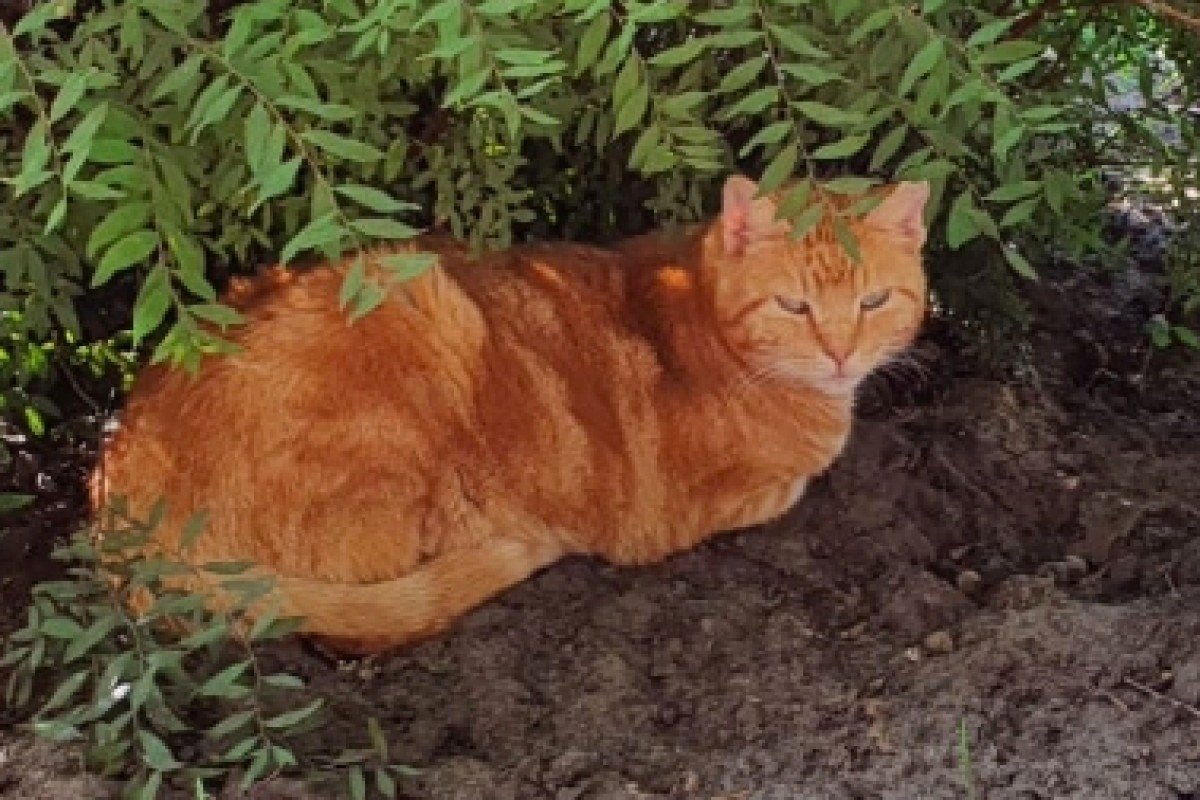 Garfield