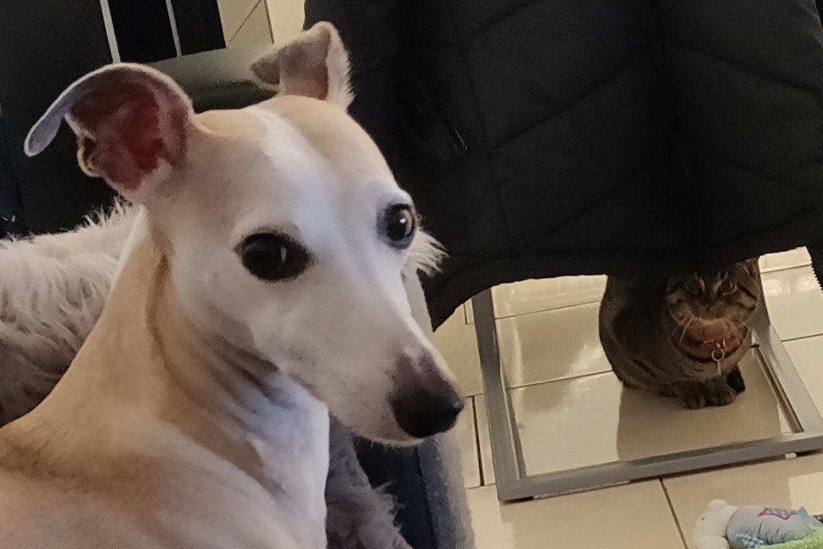 Jaxy
