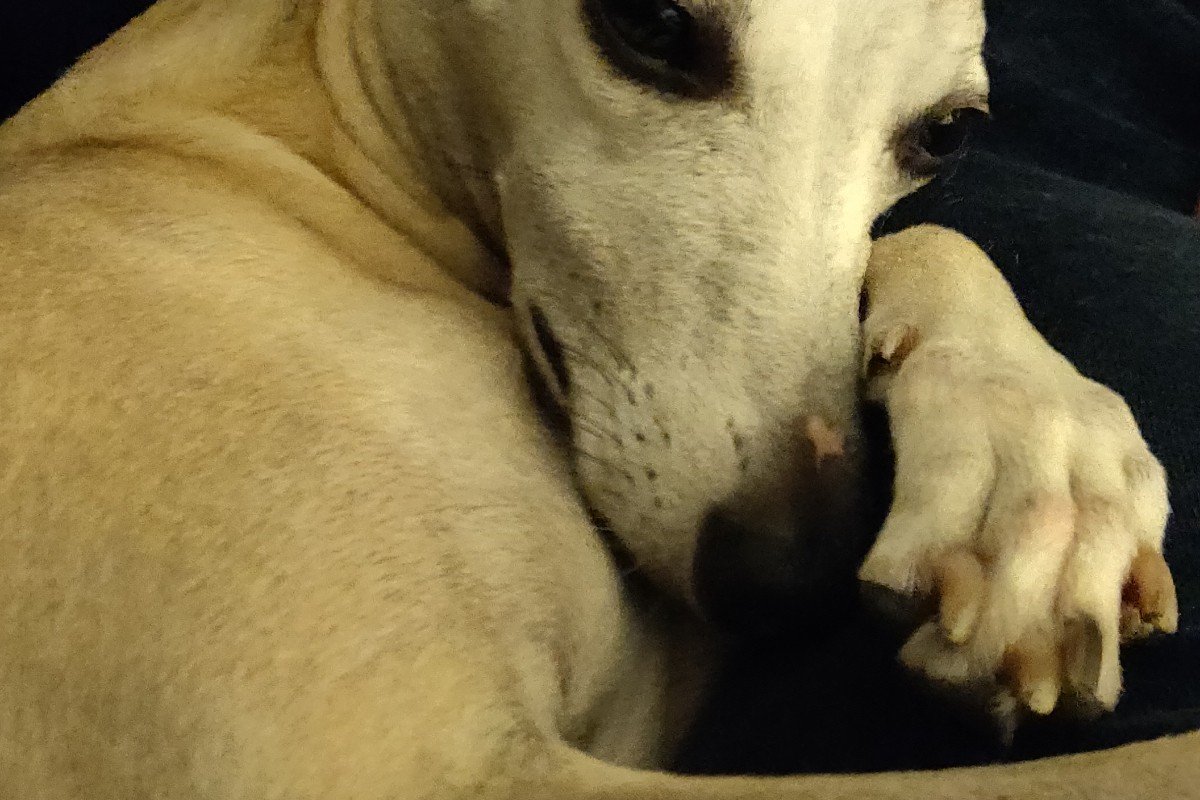 Jaxy
