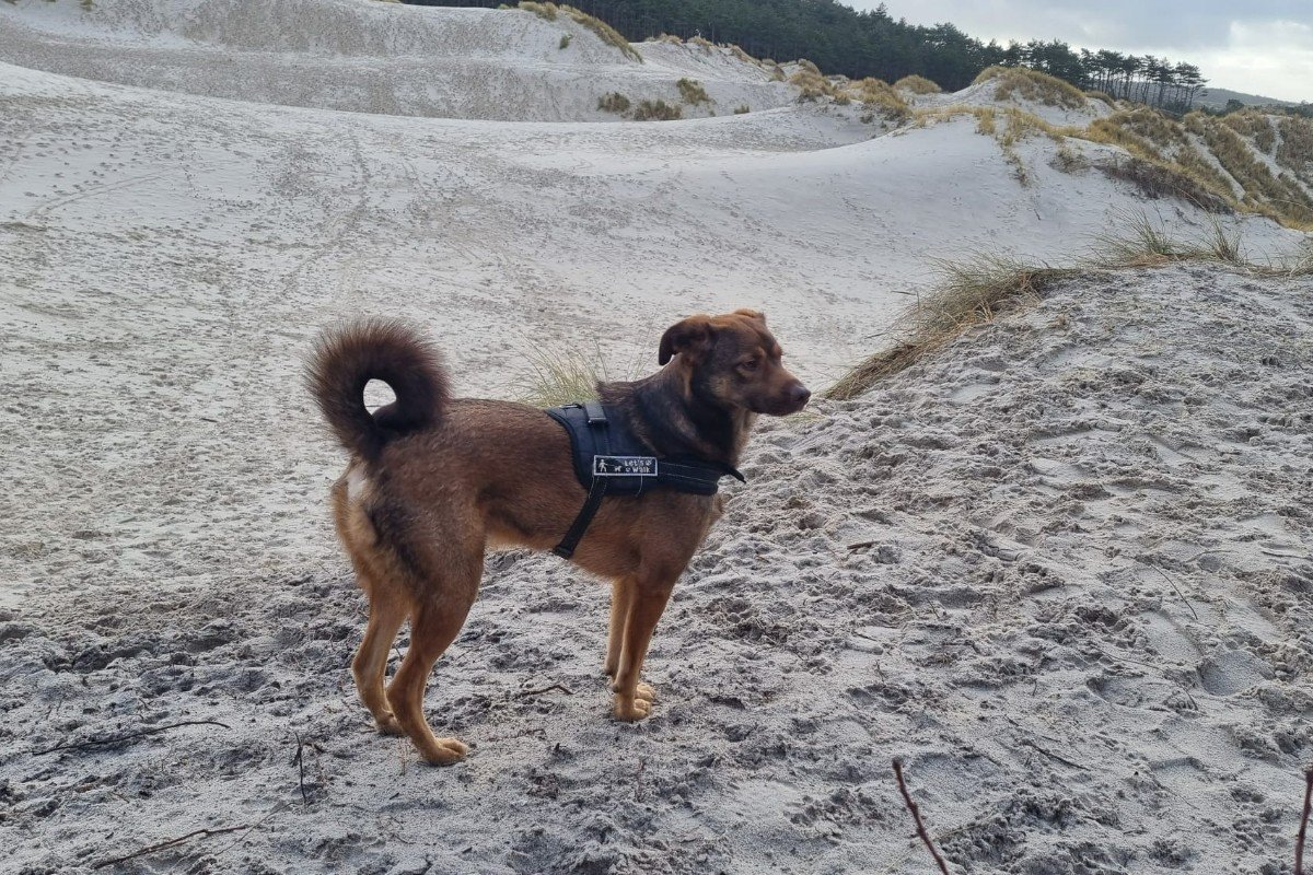 Alfie (Alfonso)
