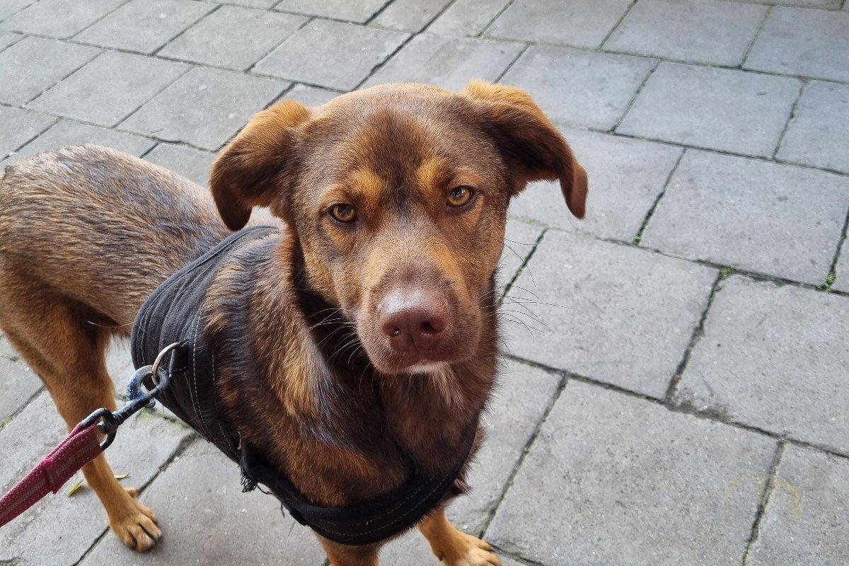 Alfie (Alfonso)