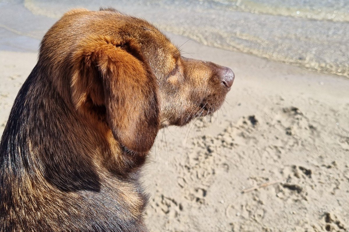 Alfie (Alfonso)