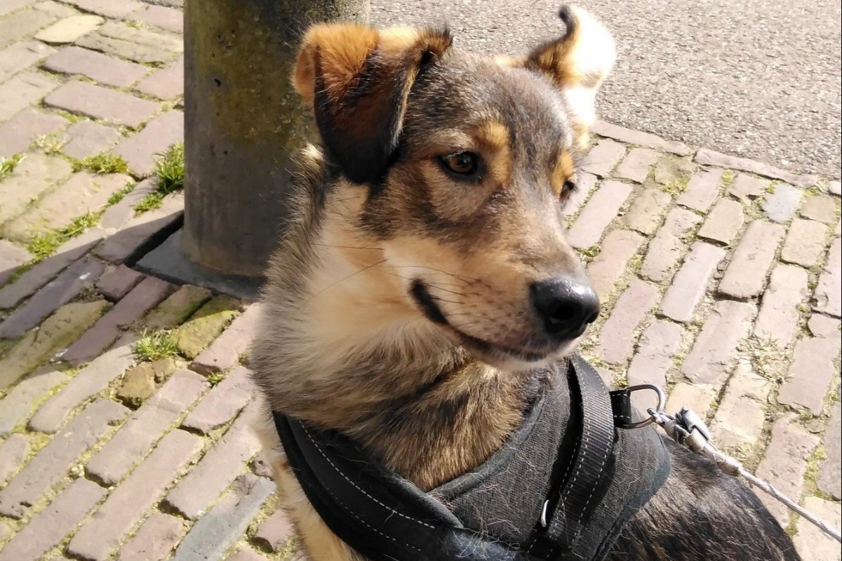 Kito