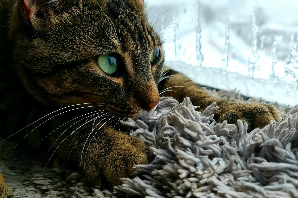Bobbie