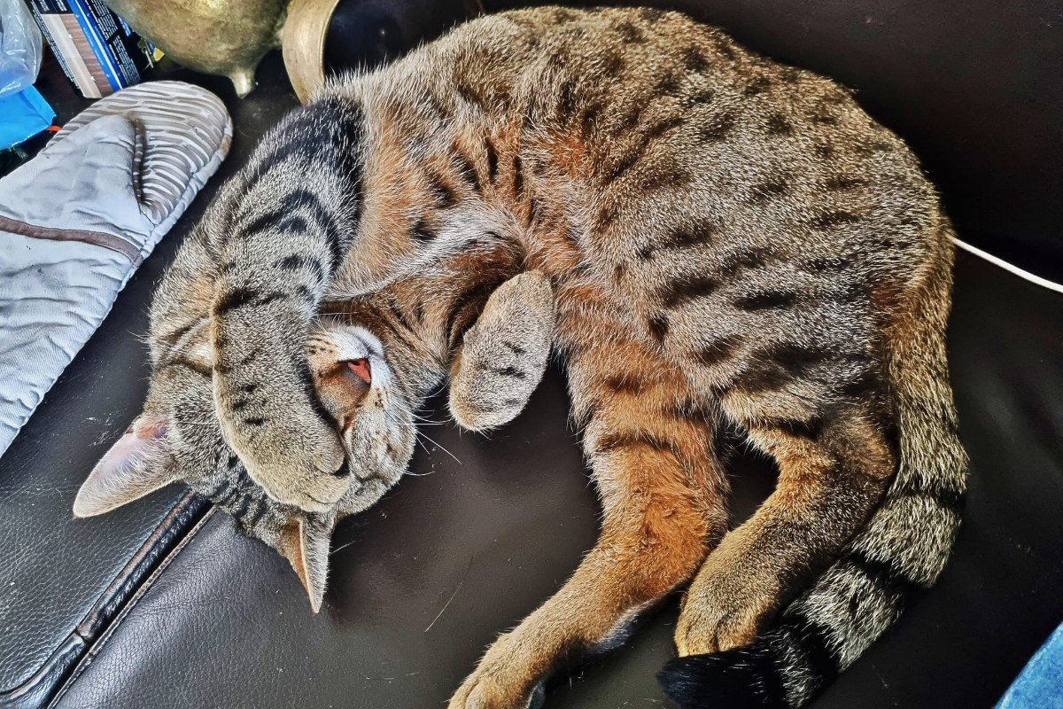 Floki