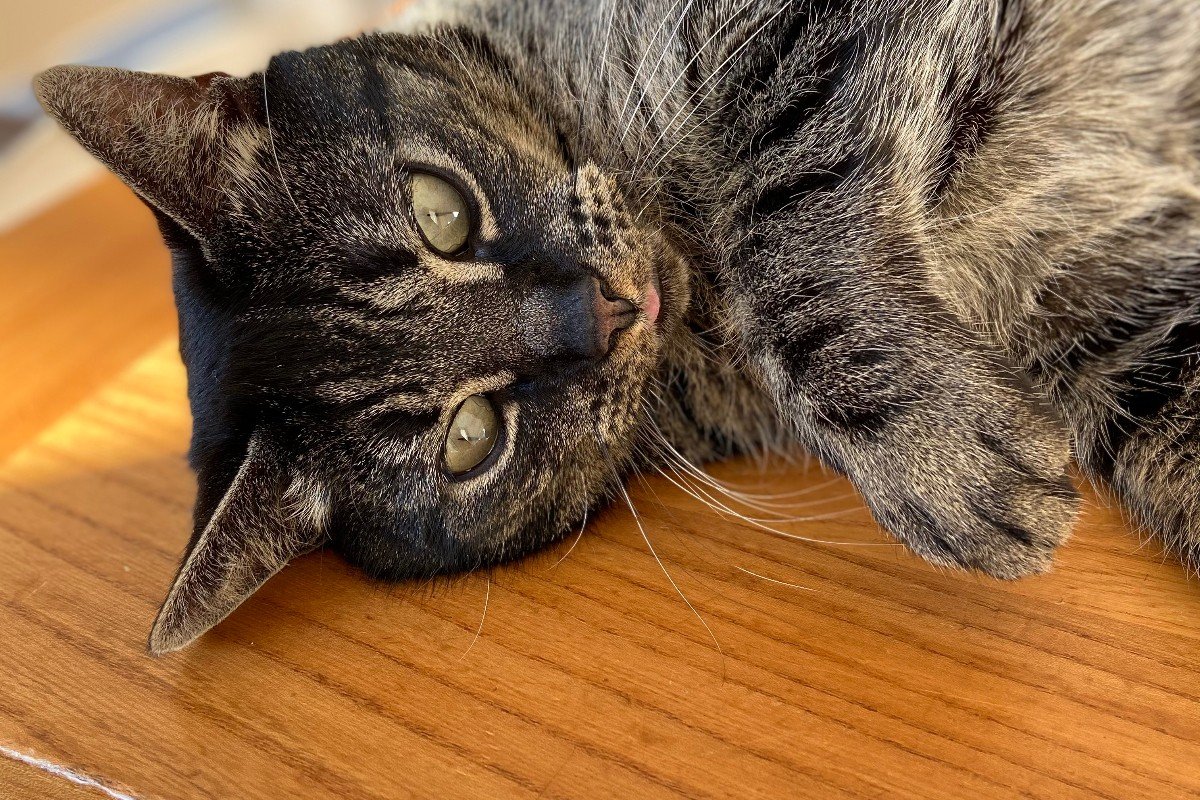 Sid