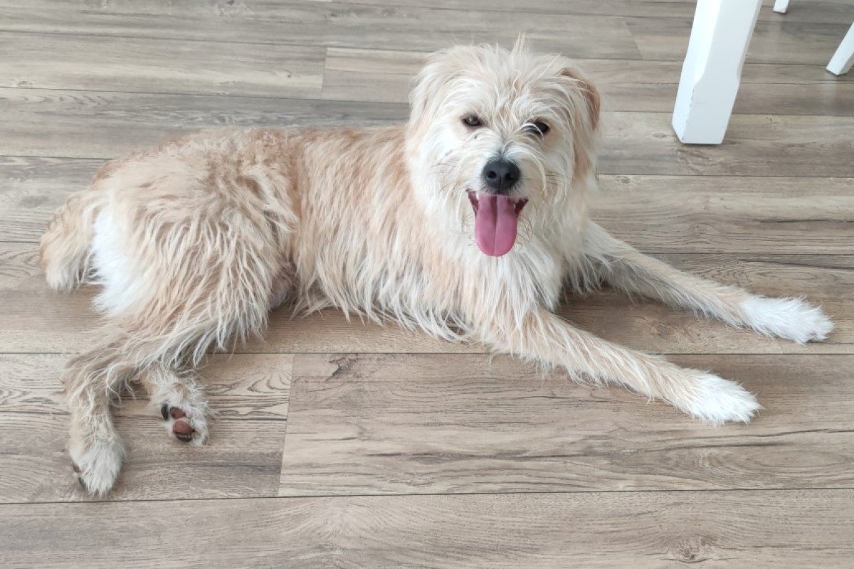 Benji