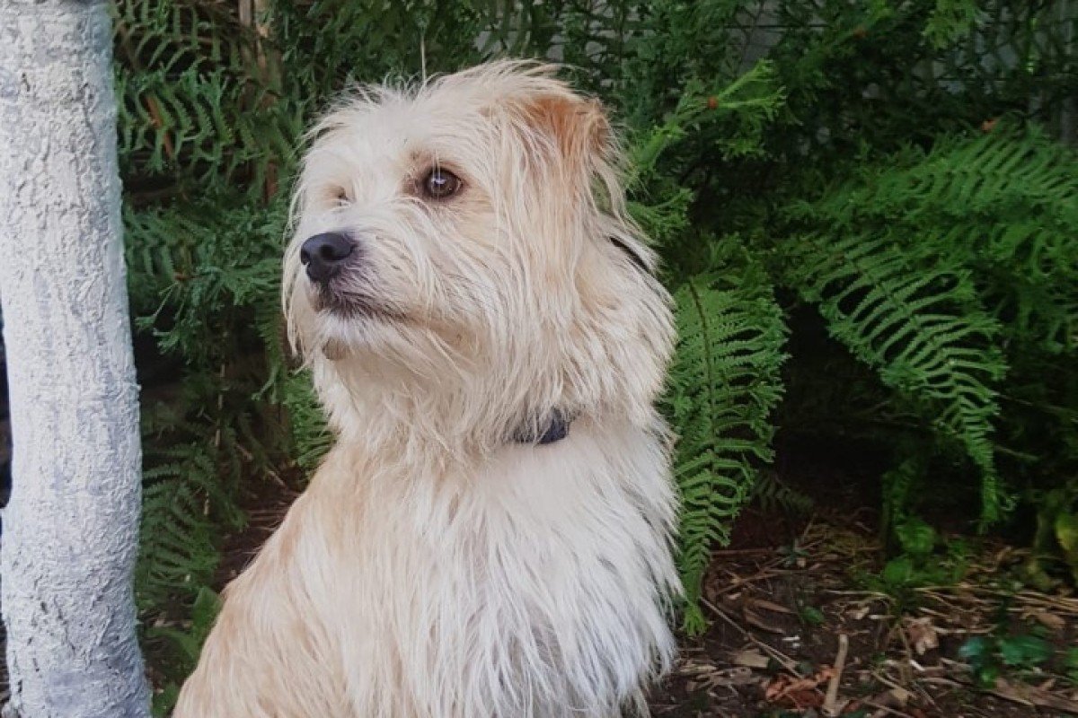Benji