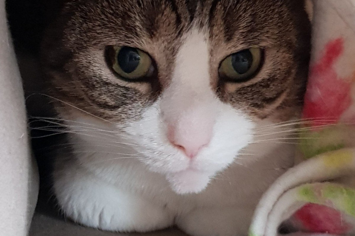 Abu