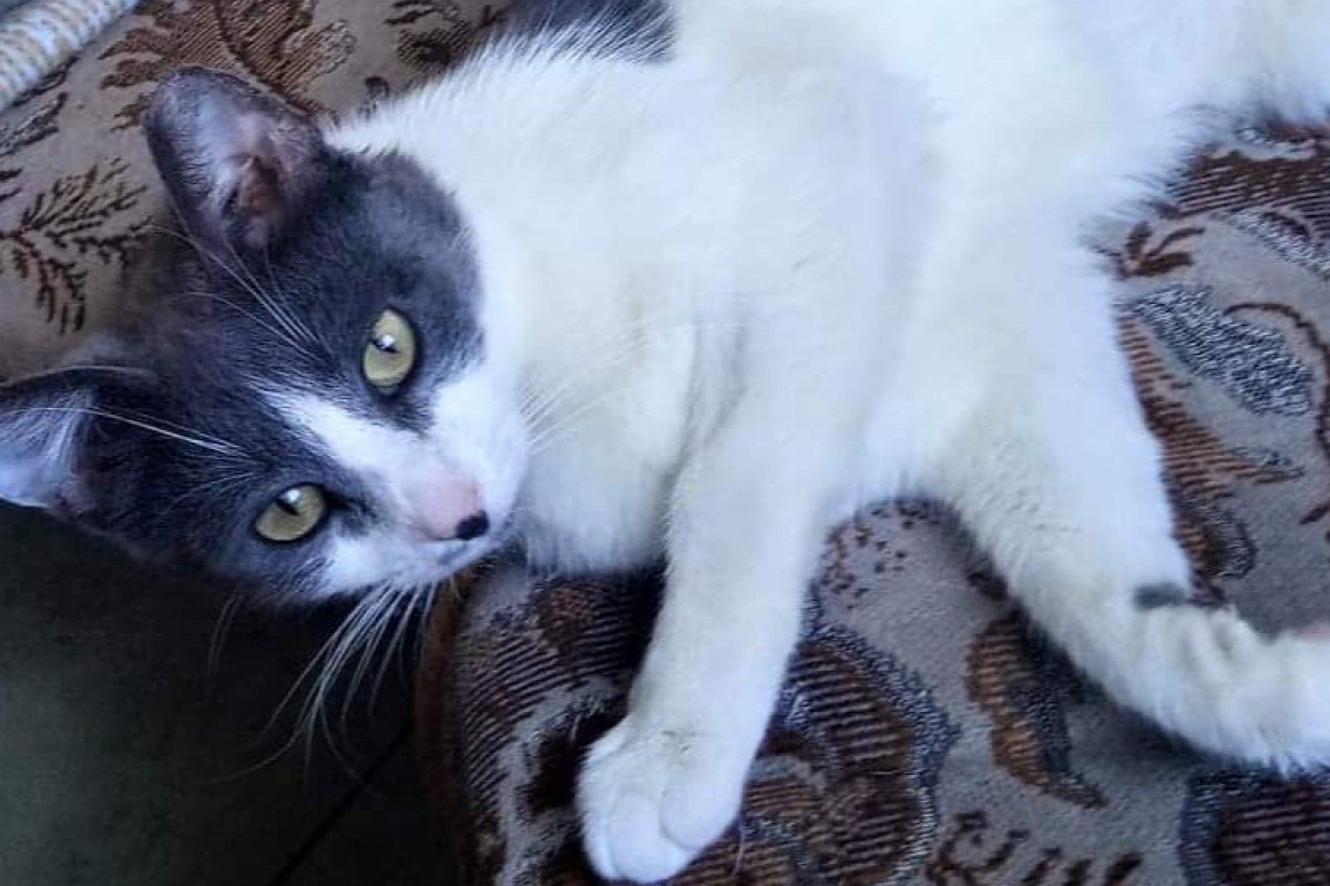 Zorro