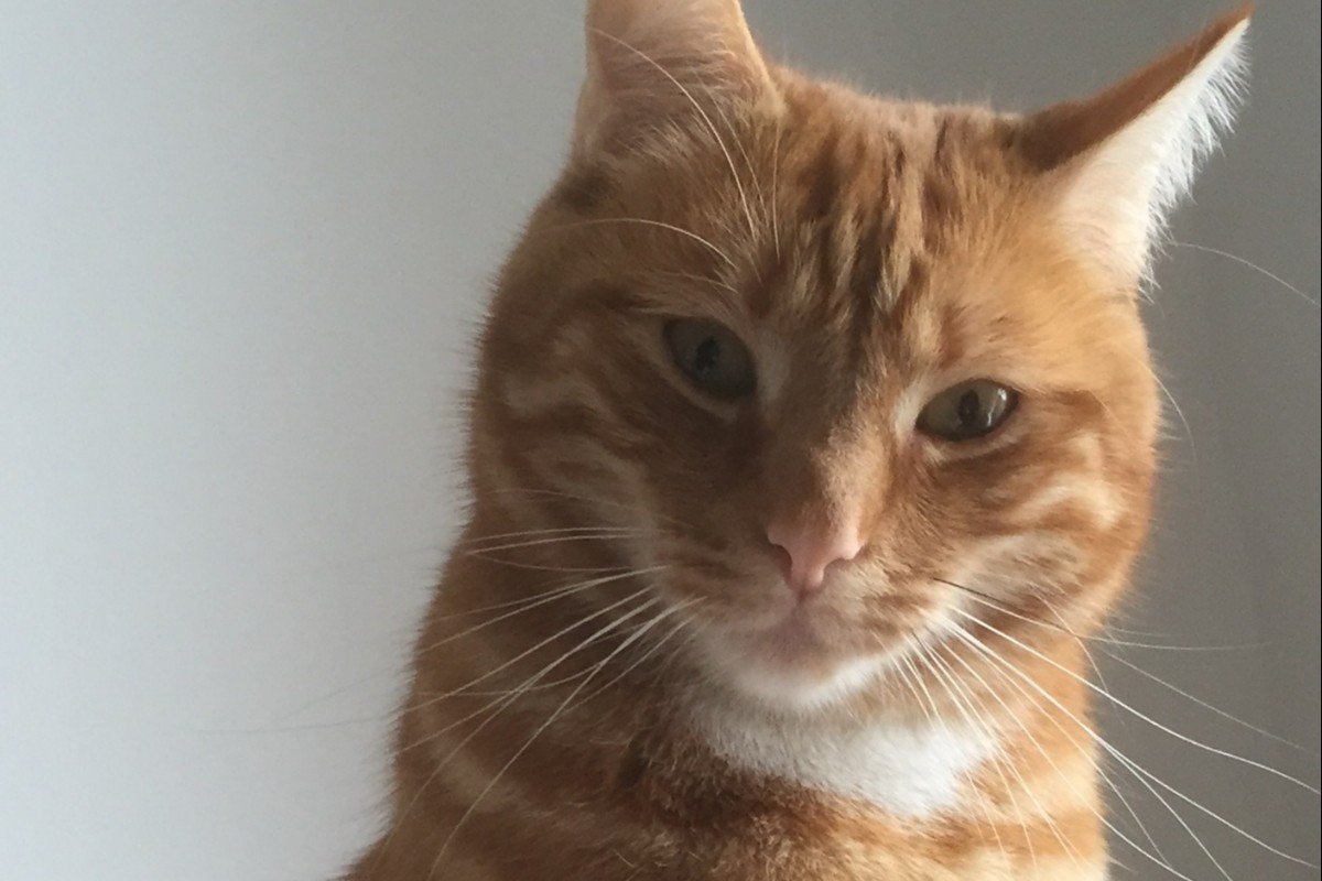 Garfield