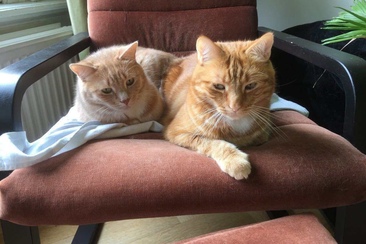Garfield