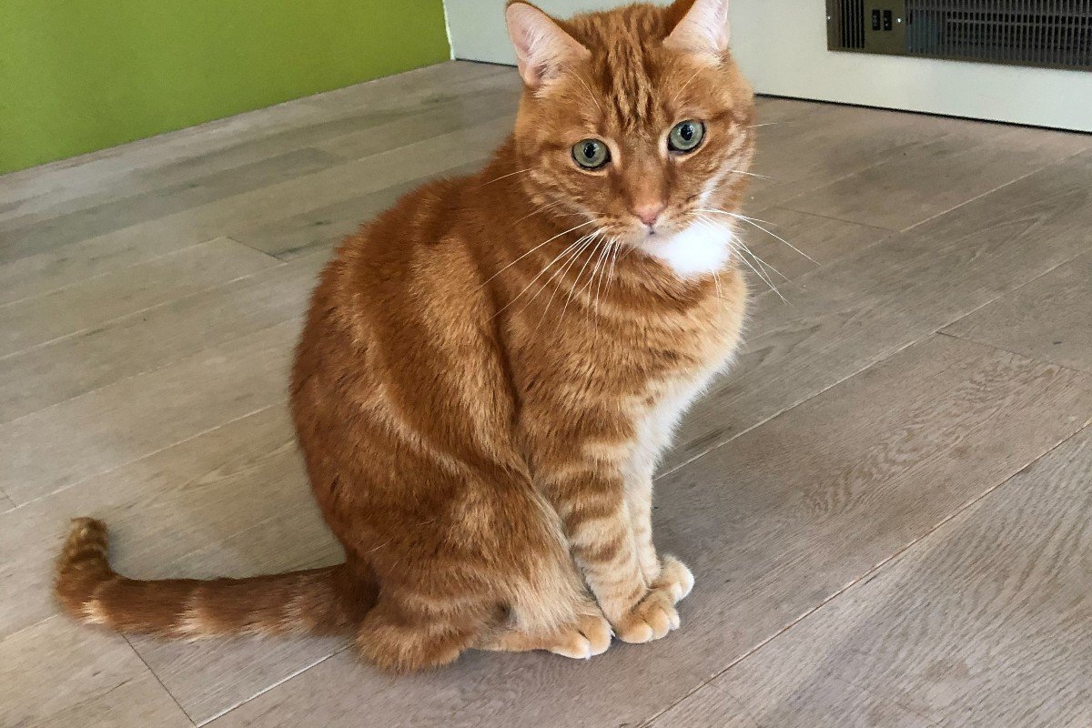Garfield