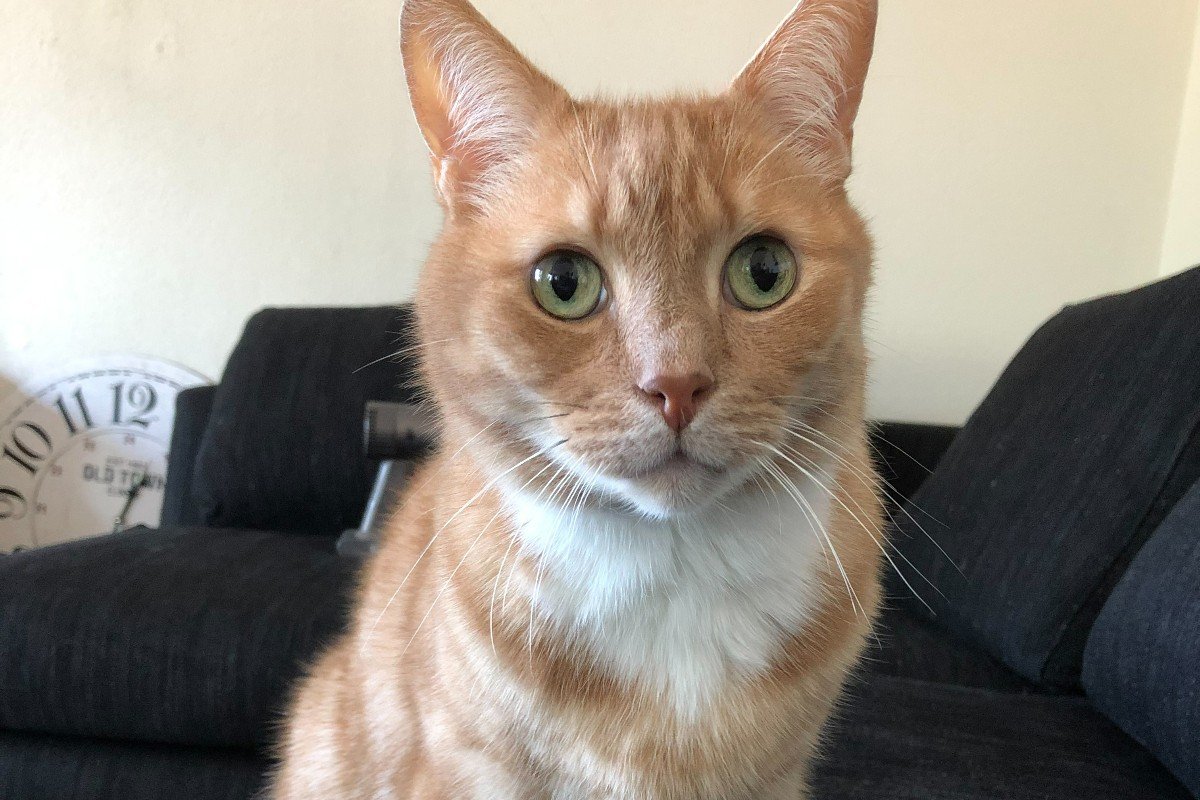 Pip