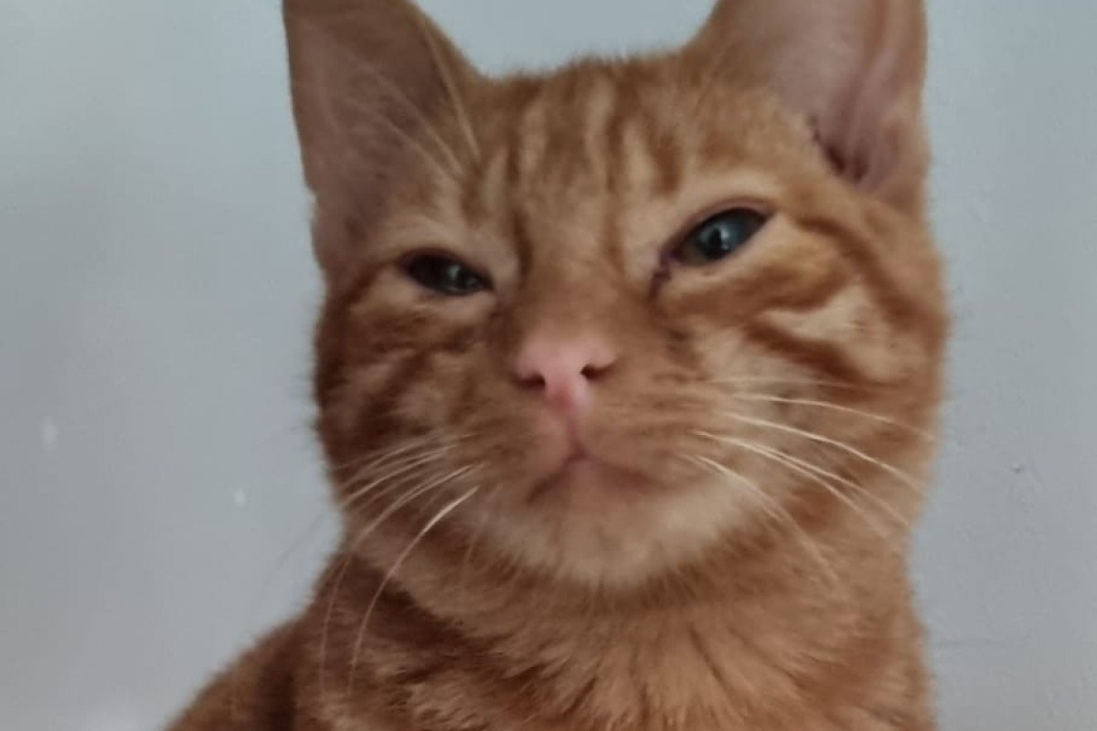 Pino