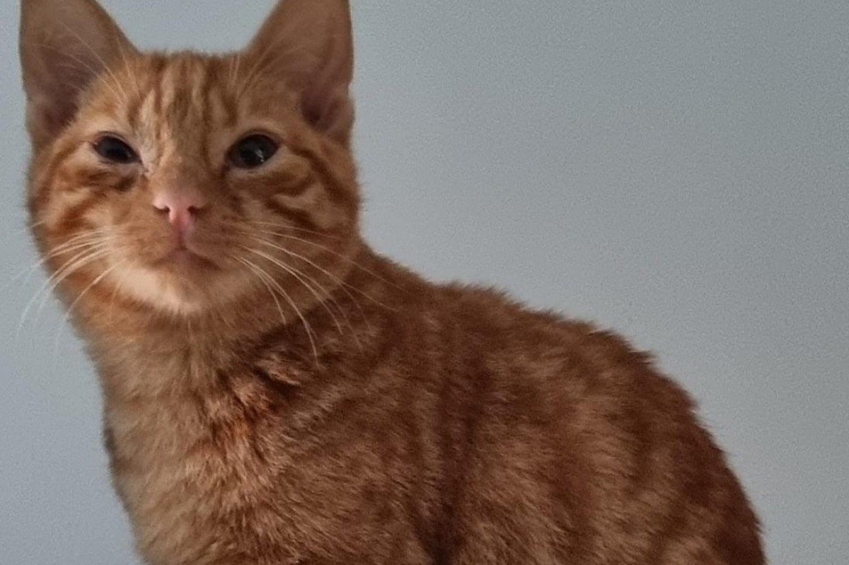 Pino