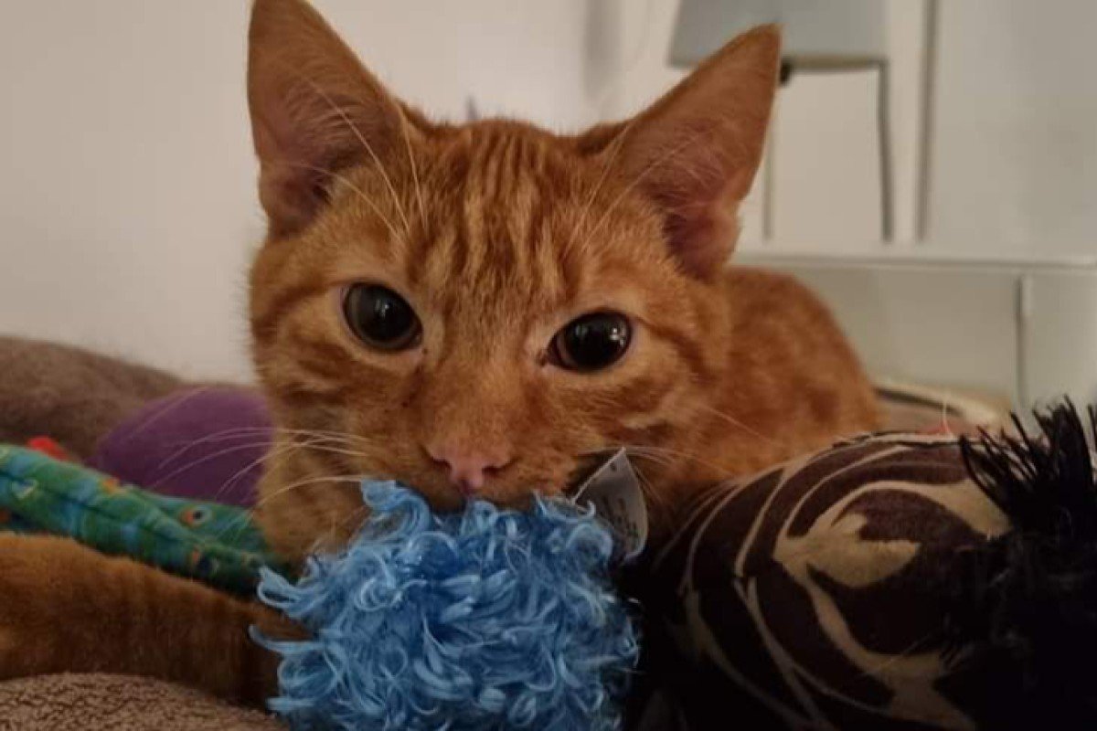 Pino