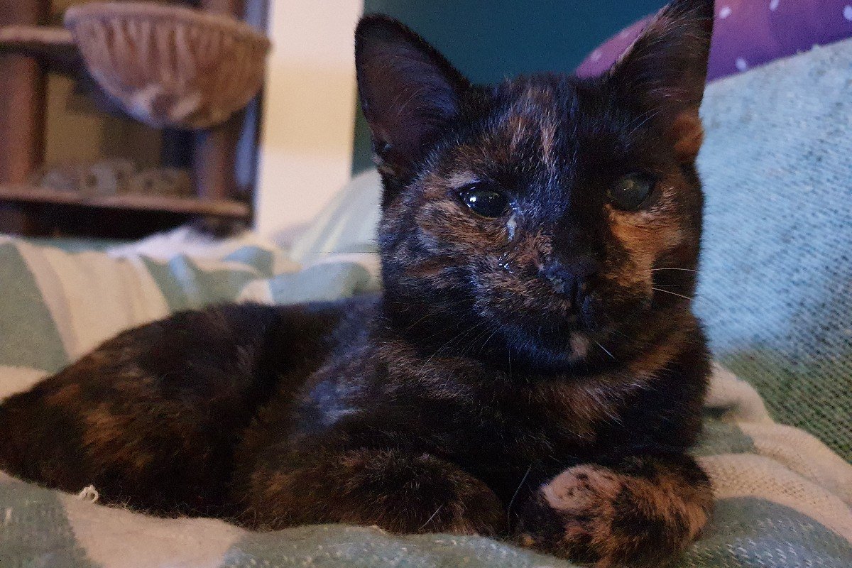 Purrdy