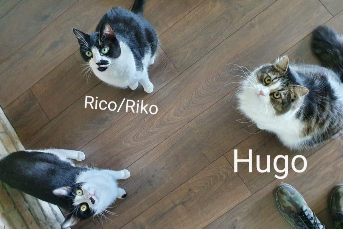 Hugo