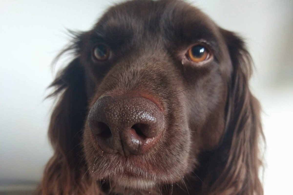 Dozer