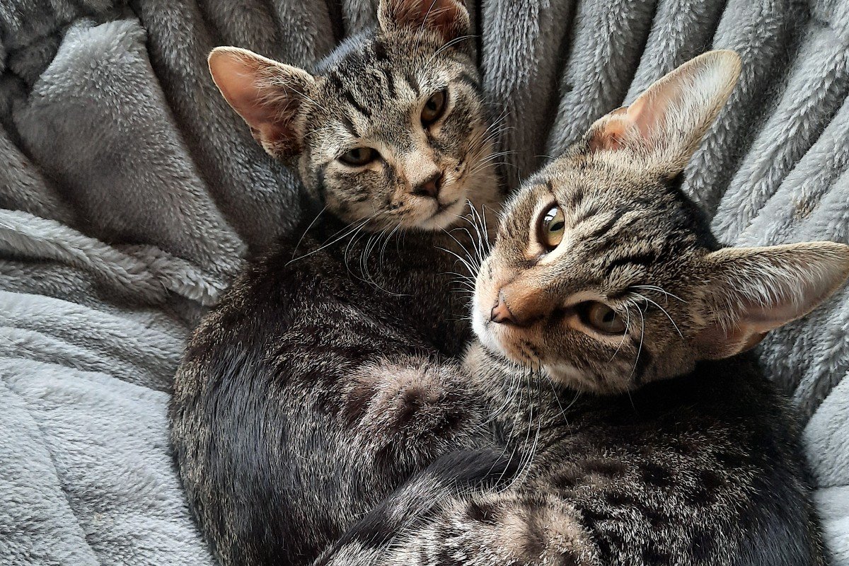 Jax