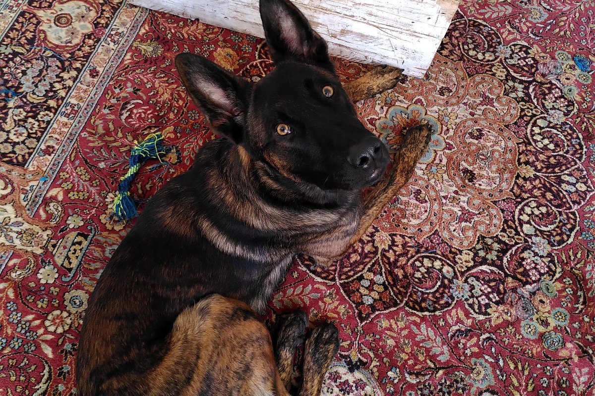 Cosmo