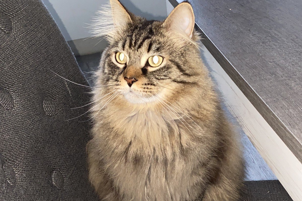 Milo